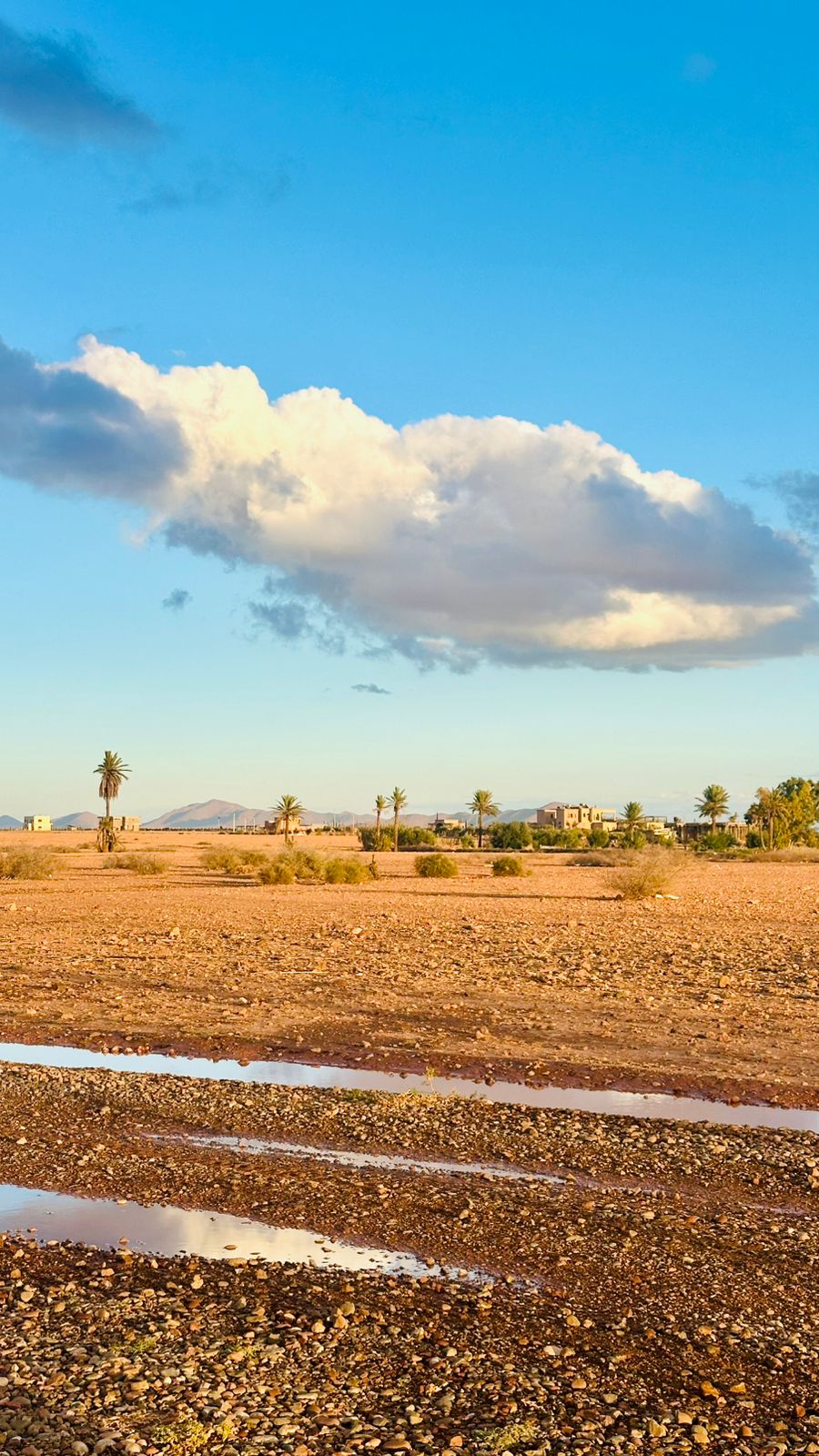 Plaine désertique et palmiers au crépuscule